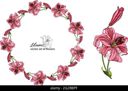 ensemble vectoriel. superbes fleurs de nénuphars. Lily. Arrangements floraux. Illustration de Vecteur