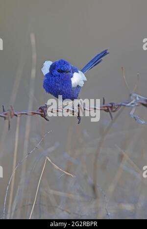 Fairy-wren à ailes blanches (Malurus leucopterus leucopterus) adulte mâle perché sur une clôture barbelée au sud-est du Queensland, en Australie Janvier Banque D'Images