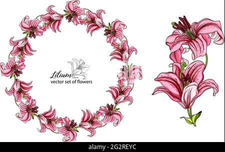 de belles fleurs de nénuphars. Lily. Arrangements floraux. Illustration de Vecteur