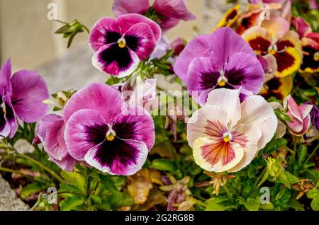 Viola wittrockiana Gams, fleurs aux pétales colorés, grande palette de couleurs, pétales violet, jaune, orange, rouge, rose, rouge, photographié à la fin de la ran Banque D'Images