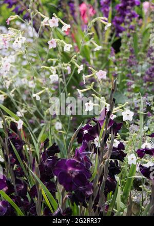 Dutch Dwarf gladioli 'Glamourgladheureux Waris' et Nicotiana Banque D'Images