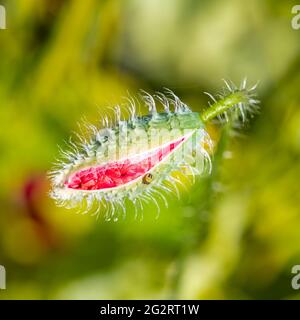 Une petite araignée verte sur un coquelicot au printemps Banque D'Images