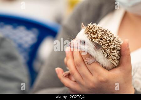 Les mains tiennent un mignon hérisson avec des aiguilles pointues. Petit animal sauvage Banque D'Images