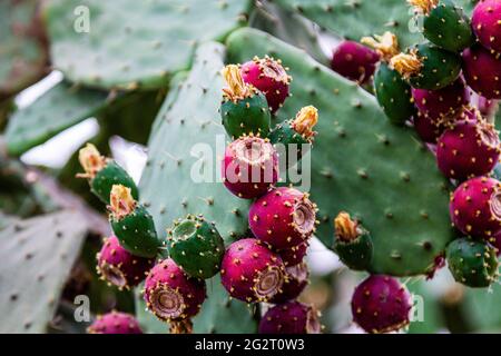 Cactus fleurit. Le fruit du cactus. cactus fleurit. cactus fructification. Banque D'Images