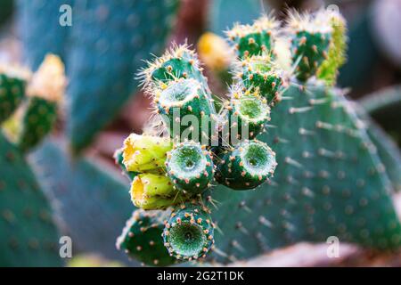 Cactus fleurit. Le fruit du cactus. cactus fleurit. cactus fructification. Banque D'Images