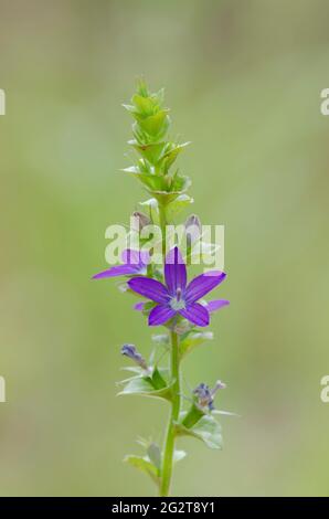 Clasping le verre de Vénus, Triodanis perfoliata Banque D'Images