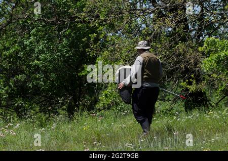 Homme dans ses années 60 à la recherche de papillons Banque D'Images