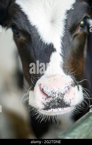 Gros plan d'un veau noir et blanc Banque D'Images