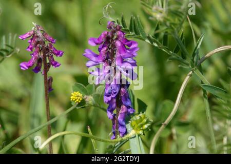 Vesce touffeté (Vicia craca) également connu sous le nom de pois-chat, vesce-vache, doigts-et-pouces et vesce-oiseau poussant sauvage sur les prairies de la plaine de Salisbury à Wiltshi Banque D'Images