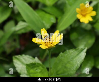 Une abeille sueur verte métallique recherchant le nectar d'un pollen de fleur de graine de gratiche Banque D'Images