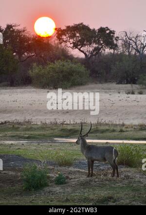 Antilope mâle en buck debout près du cours d'eau avec la sphère parfaite du soleil qui disparaît derrière les acacia épineux Banque D'Images