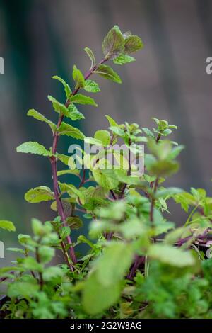 Plantes à la menthe poivrée. Mentha x piperita est un hybride de menthe (M. aquatica) et de menthe (M. spicata). On parle parfois de noir ou de menthe bonbon. Banque D'Images