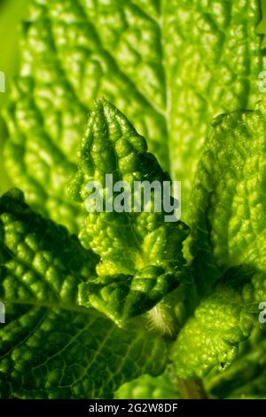 Plantes à la menthe poivrée. Mentha x piperita est un hybride de menthe (M. aquatica) et de menthe (M. spicata). On parle parfois de noir ou de menthe bonbon. Banque D'Images