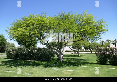Cathedral City, Californie, Etats-Unis 10 juin 2021 UNE vue générale de l'atmosphère du Desert Memorial Park au 31-705 Da Vall Drive à Cathedral City, Californie, Etats-Unis. Photo par Barry King/Alay stock photo Banque D'Images