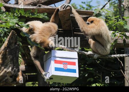 (210613) -- ZAGREB, le 13 juin 2021 (Xinhua) -- Gibbons tente de « prédire » le résultat du match de football DE l'UEFA EURO 2020 entre l'Angleterre et la Croatie au zoo de Zagreb, en Croatie, le 12 juin 2021. (Tomislav Miletic/Pixsell via Xinhua) Banque D'Images