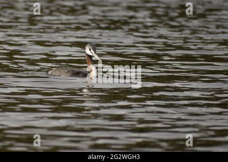 Grand grebe (Podiceps Major), le plus grand type de grebe du monde, vu à lago de las regatas à Buenos Aires Banque D'Images