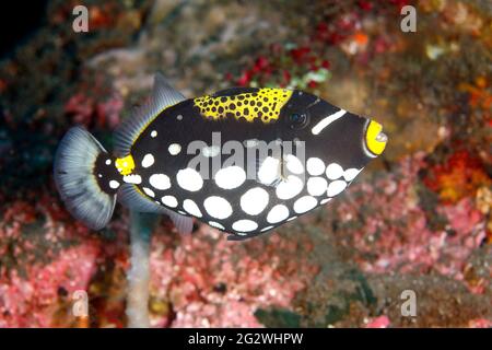 Triggerfish Clown, Balistoides oscillum, grand jeune, nageant le long du récif. Tulamben, Bali, Indonésie. Mer de Bali, Océan Indien Banque D'Images