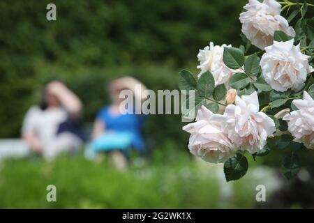 Varsovie, Pologne. 12 juin 2021. Un bouquet de roses de la Reine de Varsovie sont exposées à l'exposition Royale des fleurs qui se tient au Palais Royal de Varsovie, Pologne, le 12 juin 2021. Une nouvelle race de roses a été baptisée samedi à l'exposition Royale des fleurs lors de la célébration du 50e anniversaire de la reconstruction du Palais Royal. La "Reine de Varsovie" est une nouvelle race de roses développée par Lukasz Rojewski, un éleveur de fleurs polonais et fondateur de la Société polonaise des roses. Credit: Jaap Arriens/Xinhua/Alamy Live News Banque D'Images