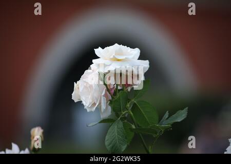 Varsovie, Pologne. 12 juin 2021. Les roses de la reine de Varsovie sont exposées à l'exposition Royale des fleurs qui se tient au Palais Royal de Varsovie, en Pologne, le 12 juin 2021. Une nouvelle race de roses a été baptisée samedi à l'exposition Royale des fleurs lors de la célébration du 50e anniversaire de la reconstruction du Palais Royal. La "Reine de Varsovie" est une nouvelle race de roses développée par Lukasz Rojewski, un éleveur de fleurs polonais et fondateur de la Société polonaise des roses. Credit: Jaap Arriens/Xinhua/Alamy Live News Banque D'Images