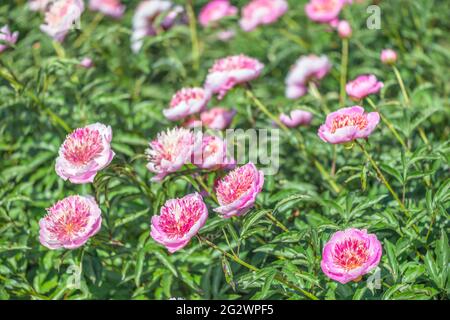 Peony Grassy 'Pearl placer'. Forme japonaise. Au début, l'ombre de la fleur est rose pâle ou rose crémeux avec des bords argentés, et comme la pivoine se développe Banque D'Images