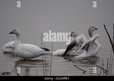 Oie des neiges (Anser caerulescens) dans l'eau Banque D'Images