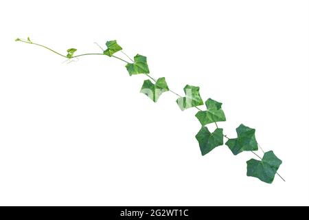 plantes de vigne ivy, feuilles de lierre de la plante grimpante isolées sur fond blanc, chemin de coupure inclus. Banque D'Images