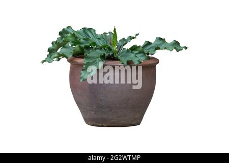 Arbre de plantes intérieur et extérieur dans un pot isolé sur fond blanc pour le design intérieur maison pot de plantes, chemin d'écrêtage inclus. Banque D'Images