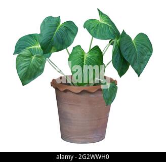 Arbre de plantes intérieur et extérieur dans un pot isolé sur fond blanc pour le design intérieur maison pot de plantes, chemin d'écrêtage inclus. Banque D'Images