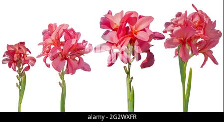 Le nénuphar rose fleurit sur fond blanc. Masque Banque D'Images