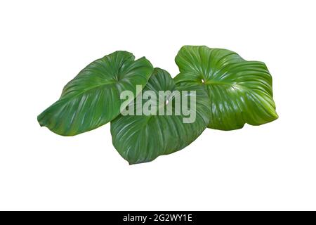 Plante des feuilles de jungle tropicale, la plante a utilisé le modèle de conception, sur fond blanc, chemin de coupure. Banque D'Images