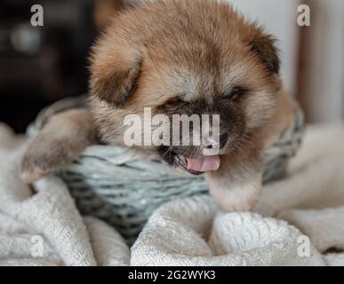 Gros plan d'un chiot moelleux et drôle qui repose dans un panier. Banque D'Images