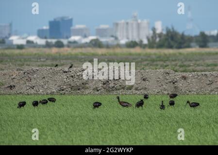 Ibis à face blanche (Plegadis chihi) dans un champ de riz inondé avec les gratte-ciel de Sacramento au loin derrière le troupeau. Banque D'Images