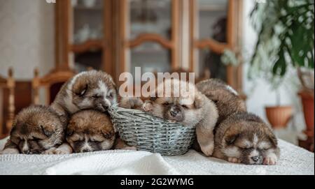 Nouveau-nés les petits chiots moelleux reposent près du panier. Banque D'Images