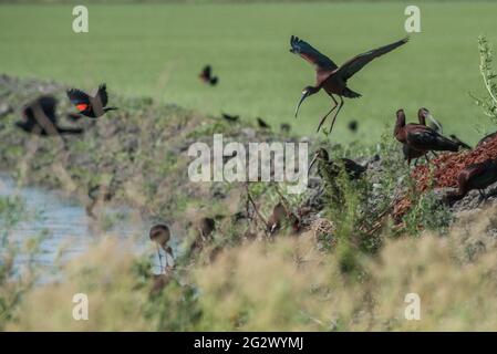 Ibis à face blanche (Plegadis chihi) un troupeau de barboteuse dans la zone sauvage de Yolo Bypass dans la vallée centrale de la Californie près de Sacramento. Banque D'Images