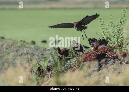 Ibis à face blanche (Plegadis chihi) un troupeau de barboteuse dans la zone sauvage de Yolo Bypass dans la vallée centrale de la Californie près de Sacramento. Banque D'Images