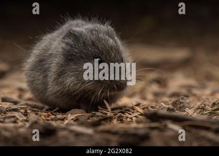 Un adorable rongeur à fourrure, le campagnol de Californie (microtus californicus) sur le plancher forestier d'une forêt dans le comté de Marin, en Californie. Banque D'Images