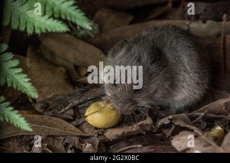 Un adorable rongeur à fourrure, le campagnol de Californie (microtus californicus) sur le plancher forestier d'une forêt dans le comté de Marin, en Californie. Banque D'Images