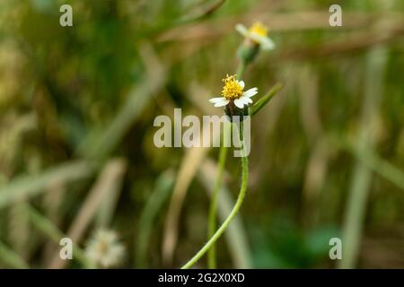 Galinsoga poilu ou soldat de Shaggy abondante graine-produisant chaque année d'été avec des feuilles et des tiges poilues plante de fleurs sauvages Banque D'Images