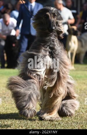 Le chien courant afghan lors d'une exposition canine le chien courant afghan se distingue par son pelage épais, fin et soyeux et sa queue avec un anneau de boucle à la fin Banque D'Images