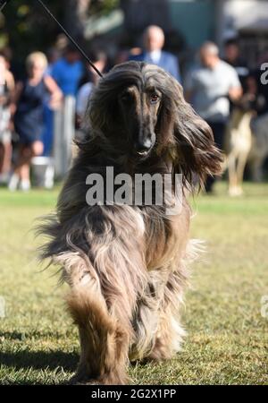 Le chien courant afghan lors d'une exposition canine le chien courant afghan se distingue par son pelage épais, fin et soyeux et sa queue avec un anneau de boucle à la fin Banque D'Images