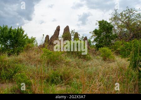 Le parc national de Tarangire est un parc national situé dans la région de Manyara en Tanzanie. Le nom du parc provient de la rivière Tarangire qui traverse le par Banque D'Images