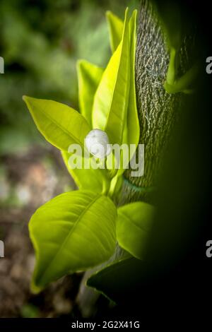 Fleur d'orange Bud sur tige et feuilles vertes fraîches.photo prise dans mon petit jardin biologique. Banque D'Images