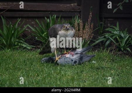 Sparrow Hawk oiseau tuant un pigeon dans le jardin sang manger manger tuer ailes mortes créature rapide tuée manger des plantes oiseau de proie prédateur tuant Banque D'Images