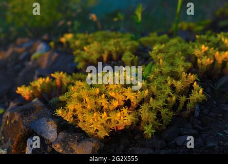 Fleurs de stonecrop de Goldmoss, acre de Sedum. Bouquet de fleurs sur le bord rocailleux au-dessus de la vallée brumeuse du matin. Banque D'Images