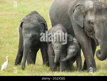 Sri Lanka, éléphants Banque D'Images