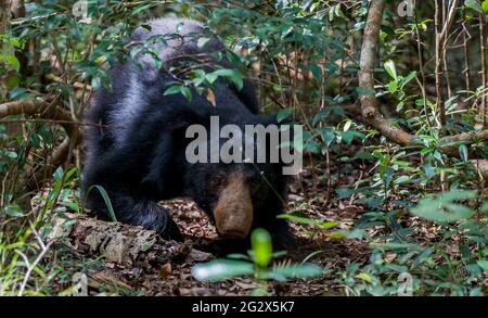 Sloth Bear, parc national de Wilpattu, Sri Lanka Banque D'Images