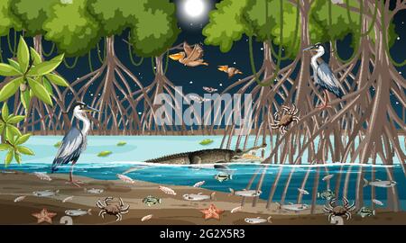 Paysage de la forêt de mangroves scène la nuit avec de nombreuses illustrations d'animaux différents Illustration de Vecteur