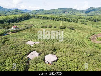 (210613) -- BAISHA, 13 juin 2021 (Xinhua) -- photo aérienne prise le 10 juin 2021 montre le jardin de thé Wulilu dans le comté autonome de Baisha Li dans la province de Hainan, dans le sud de la Chine. Fu Xiaofang, qui appartient au groupe ethnique Li, a créé sa propre entreprise de thé en 2008, en dirigeant le jardin de thé biologique de Wulilu dans le comté autonome de Baisha Li, sa ville natale. Par essai et erreur, le jardin de thé de Fu s'est étendu à environ 20 hectares, vendant du thé biologique à travers la Chine. Opérant dans le cadre d'un programme de lutte contre la pauvreté industrielle, le jardin de thé a impliqué des agriculteurs pauvres dans la production de thé et les a aidés à secouer p Banque D'Images