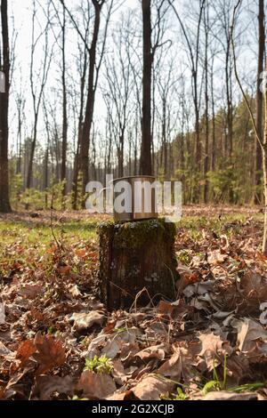 Une tasse de fer se trouve dans la forêt sur une souche Banque D'Images