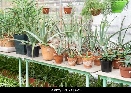 Croissance de l'aloès en serre. Plantes en pots en serre à vendre dans un fleuriste ou un magasin de détail Banque D'Images